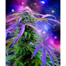 Cosmic Weed Fleece